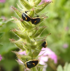 Cosmopepla decorata