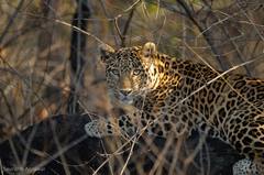 Panthera pardus fusca