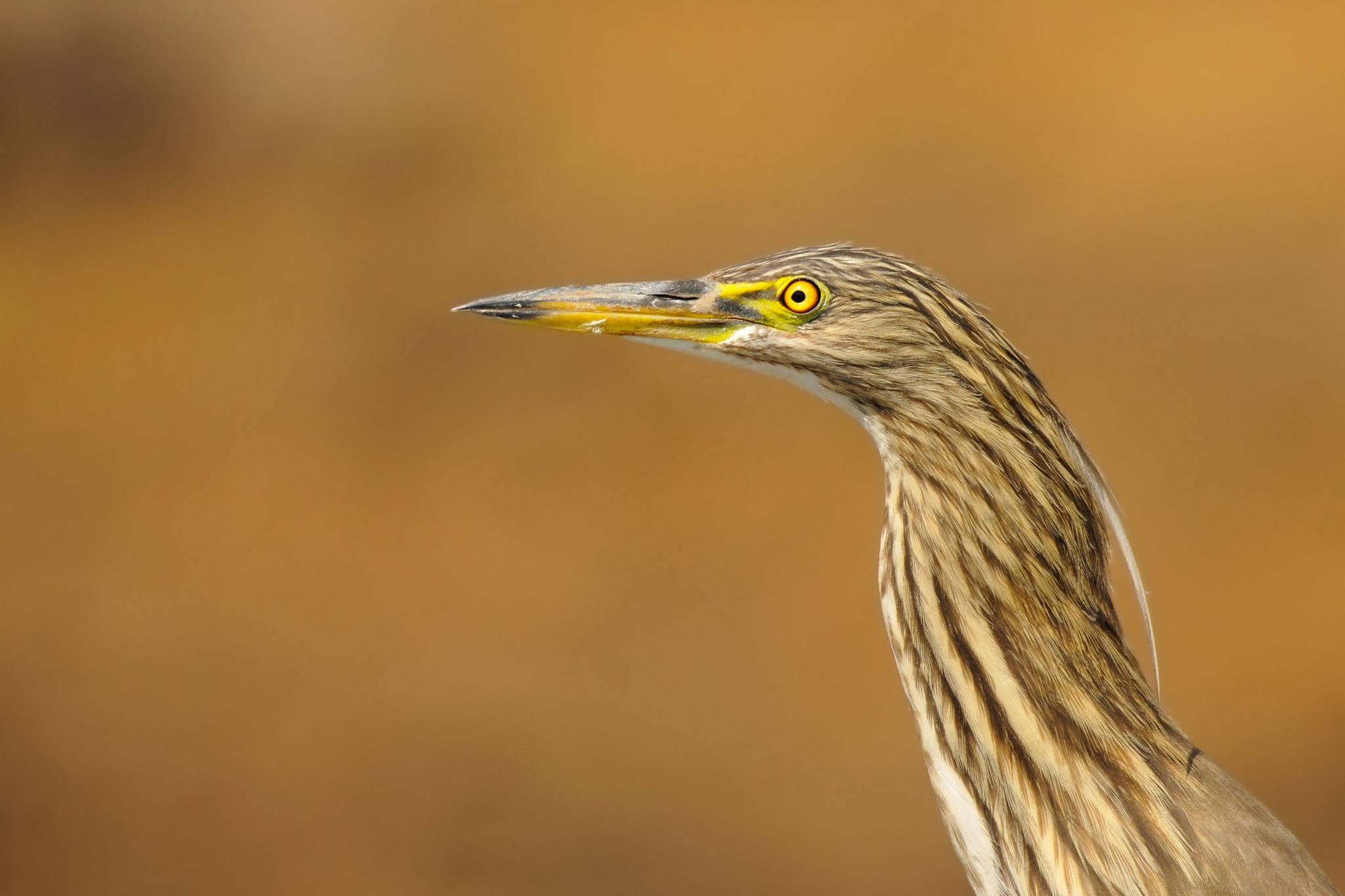 Indian Pond Heron