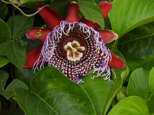 Passiflora 'Victoria' (Passiflora ×)