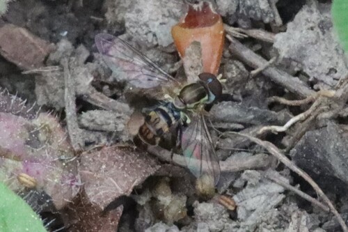 Unknown species found near Heber Springs, AR 72543, USA