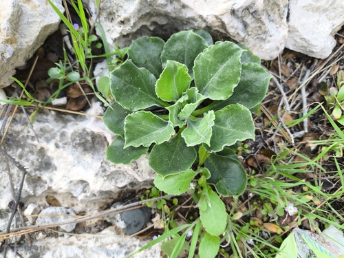 Silene gigantea, photograph 6