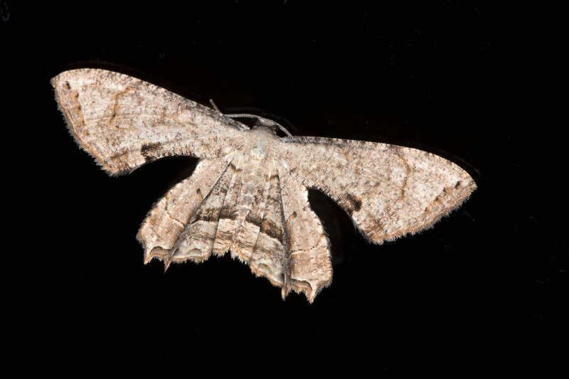 Epiplema incolorata