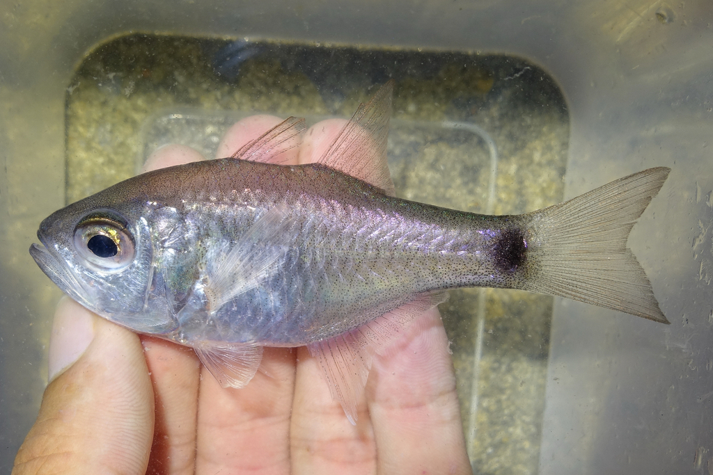 Dusky-Tailed Cardinalfish