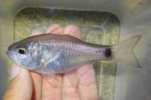 Archamia macroptera