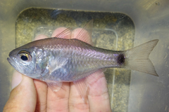 Dusky-Tailed Cardinalfish photo 1
