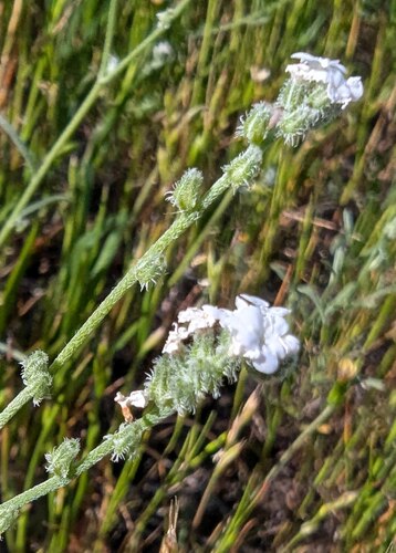 flaccid cryptantha (Cryptantha flaccida)
