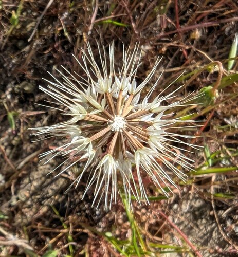 Douglas' silverpuffs (Microseris douglasii)