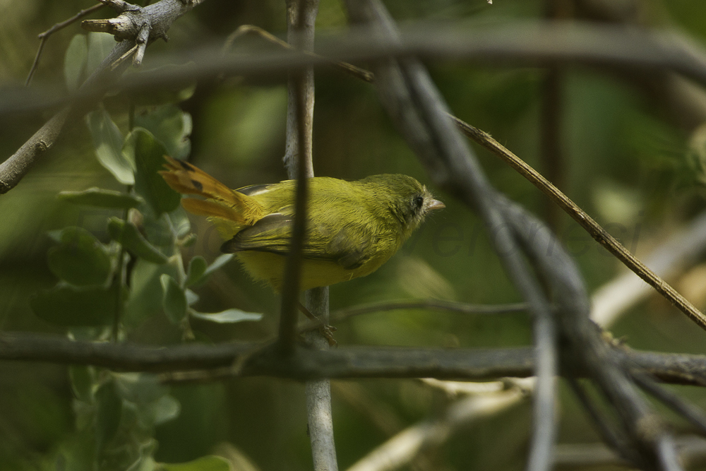 Livingstone's Flycatcher photo