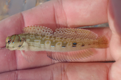 Leopard Blenniella photo 2
