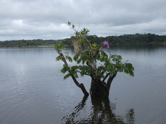 Cattleya violacea