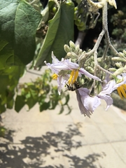 Solanum paniculatum