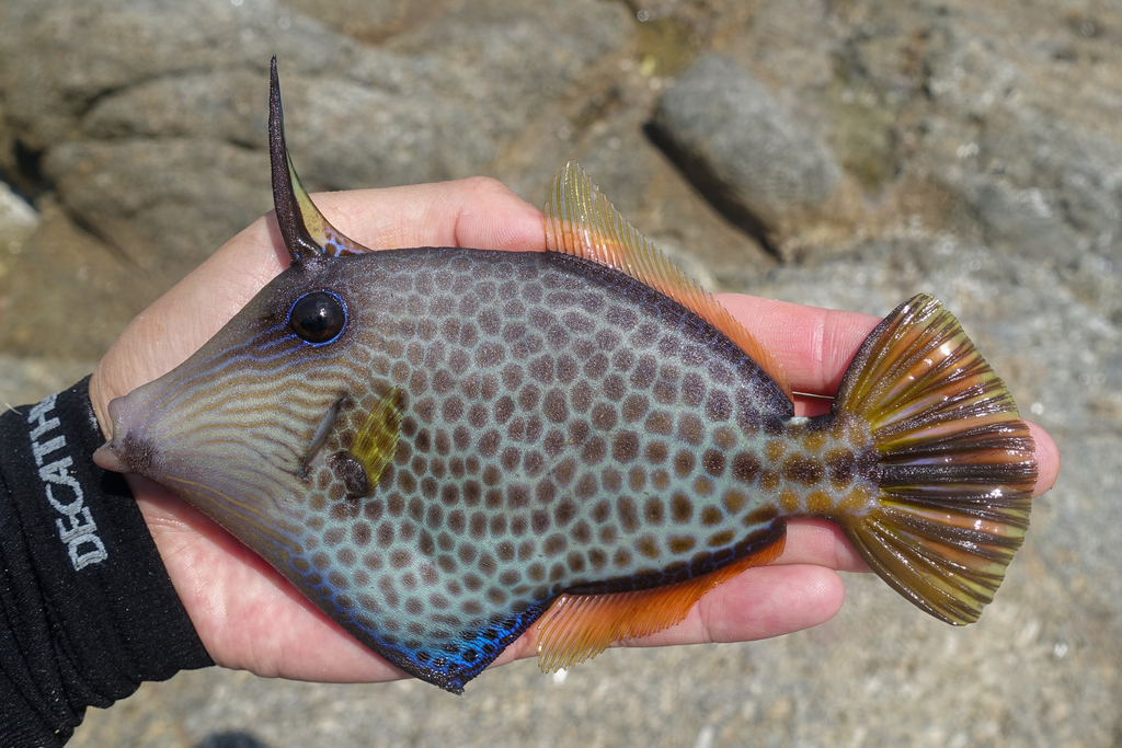 Honeycomb Filefish