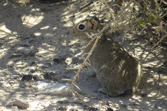 Microcavia australis
