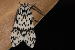 Galethalea portoricensis