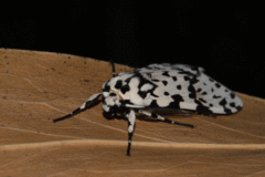 Galethalea portoricensis