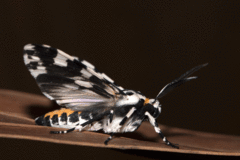 Galethalea portoricensis