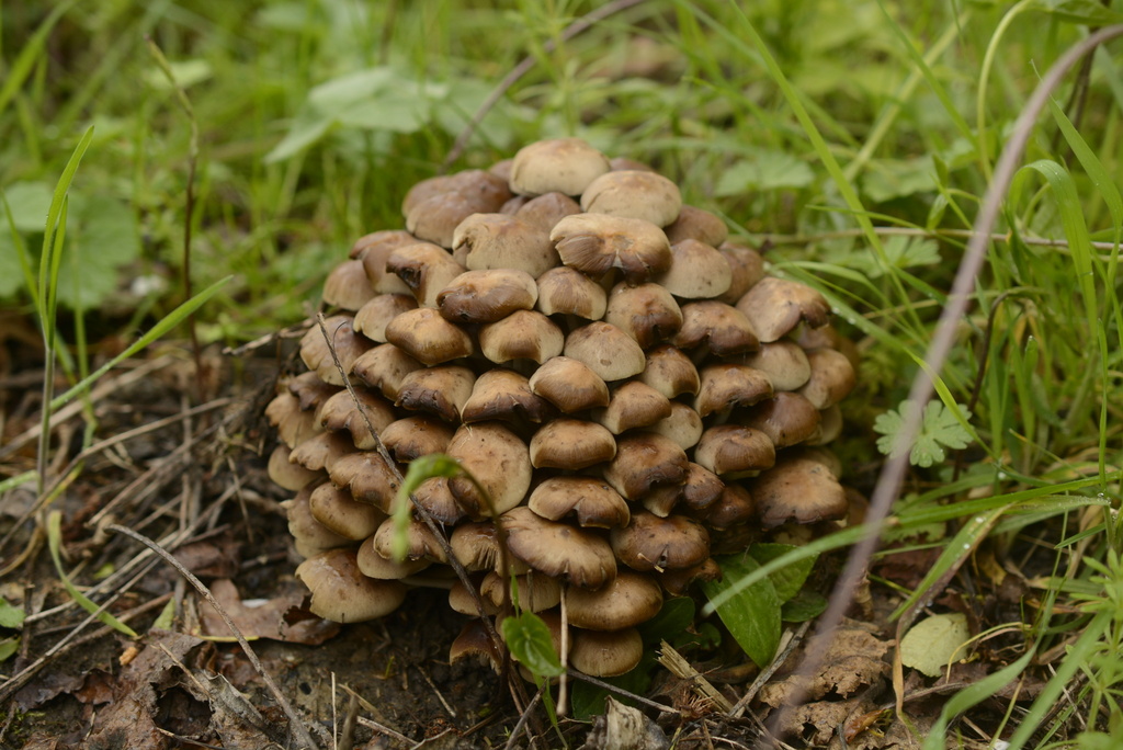 Britzelmayria multipedata · March 2026 · photo: © cryptomarasmius (iNaturalist, cc-by)