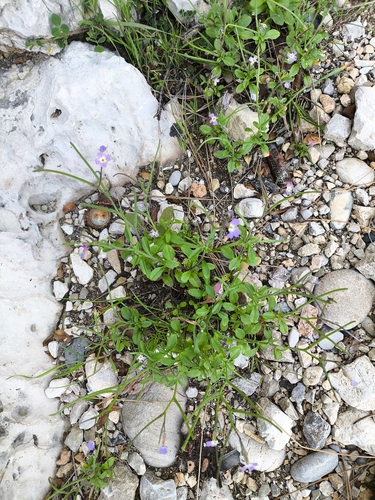 Malcolmia flexuosa, photograph 4