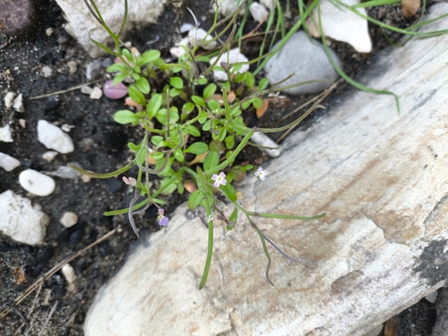 Malcolmia flexuosa, photograph 5