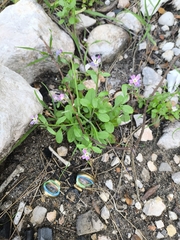 Malcolmia flexuosa, photograph (c) Татьяна Максимова, some rights reserved (CC BY)