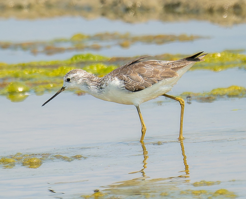 iNaturalist: (c) Alexander Naumov, some rights reserved (CC BY-NC), uploaded by Alexander Naumov iNaturalist image