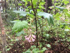 Ribes sanguineum glutinosum
