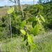 Dioscorea bemandry - Photo (c) feno,  זכויות יוצרים חלקיות (CC BY-NC), הועלה על ידי feno