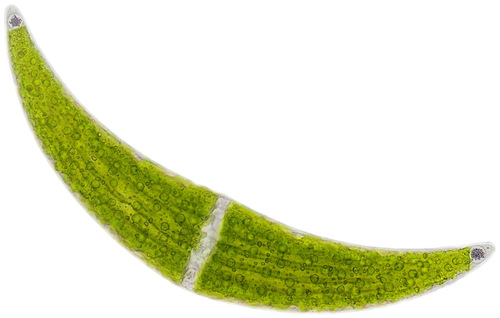 Closterium ehrenbergii, 2026-03-26