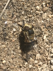 Copestylum apiciferum