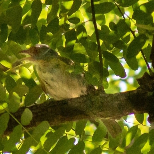 Rufous-browed Peppershrike (Cyclarhis gujanensis), photo 10