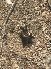 Copestylum apiciferum