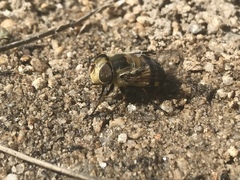 Copestylum apiciferum