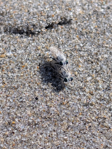Unknown species found near Boca Raton, FL 33432, USA