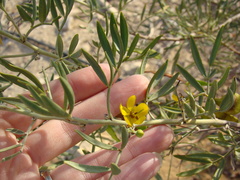 Senna artemisioides coriacea