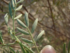 Senna artemisioides coriacea