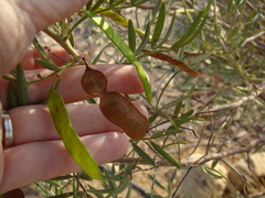 Senna artemisioides coriacea