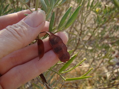 Senna artemisioides coriacea