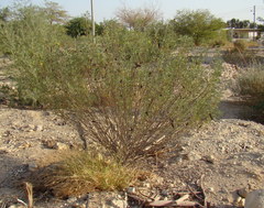 Senna artemisioides coriacea