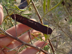 Senna artemisioides coriacea
