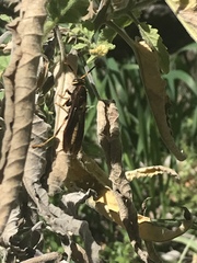 Polistes comanchus navajoe