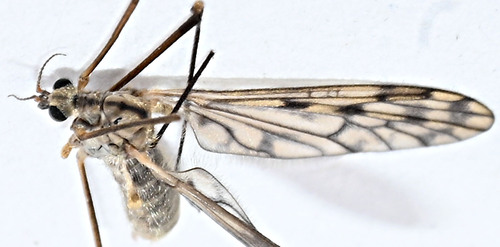 Unknown species found near 432 Ridge Road, Hamden, CT, USA