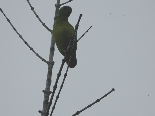 Blue-crowned Hanging Parrot (Loriculus galgulus), photo 2
