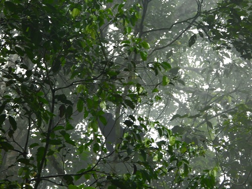 Symphalangus syndactylus