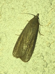 Aphomia sabella