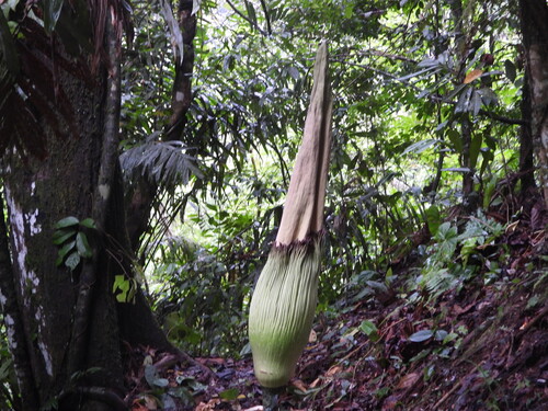 Titan arum (Amorphophallus titanum)