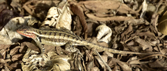 Sceloporus variabilis