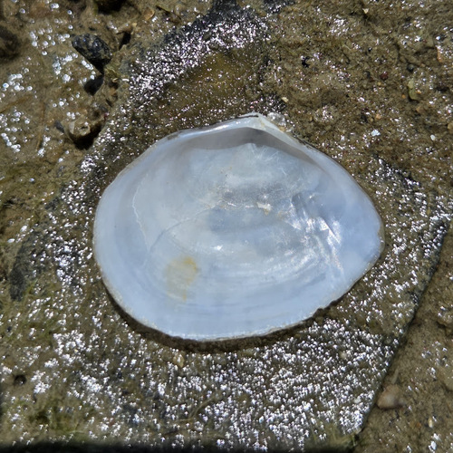 Austromacoma constricta observed 2026-03-22