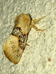 Euproctis susanna
