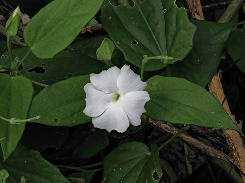 Sweet clockvine